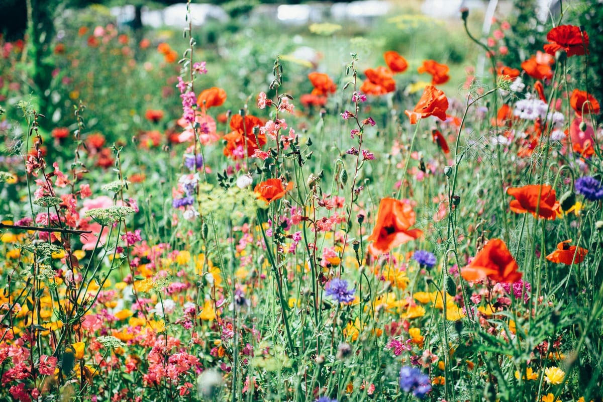 About Idle Weeds Apothecary